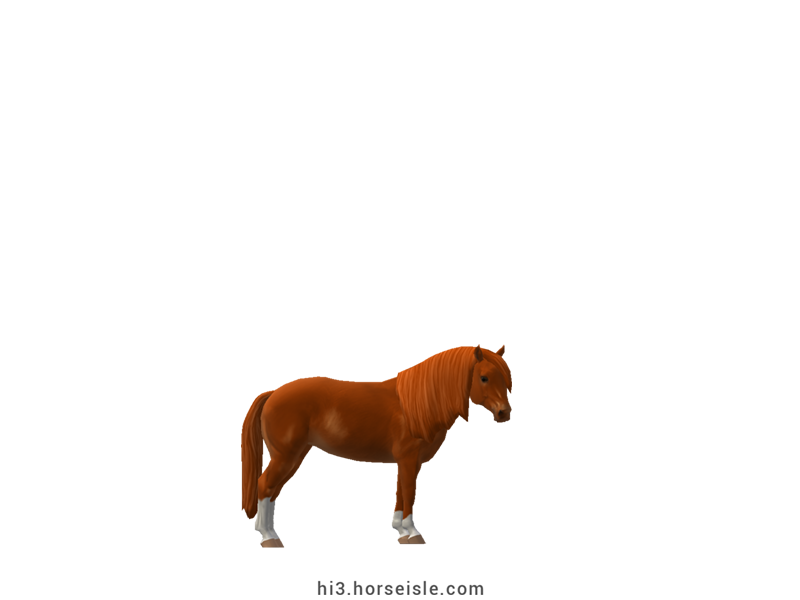 South African Miniature Horse Red Chestnut Coat